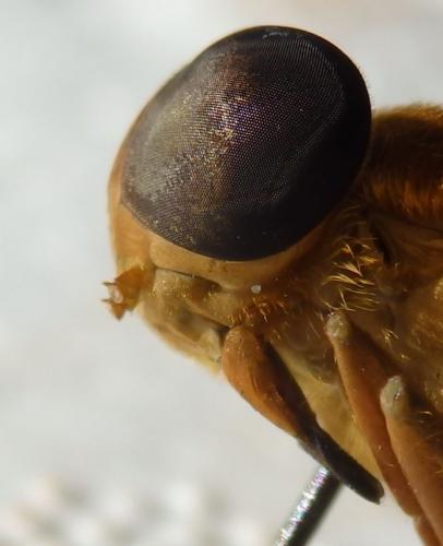Réf. 216 787 : Cryptotylus sp.